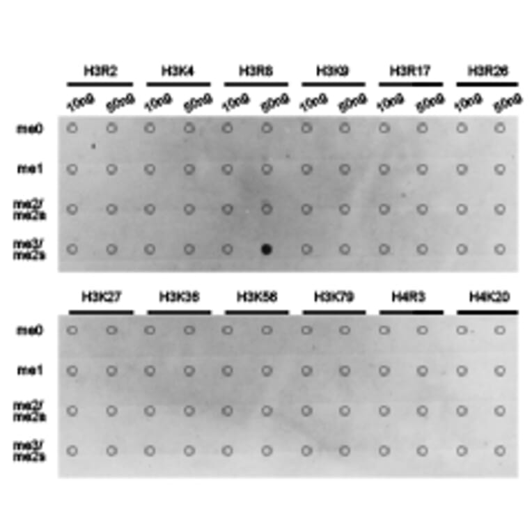 Dot blot - Histone H3R8me2s Polyclonal Antibody from Signalway Antibody (HW015) - Antibodies.com