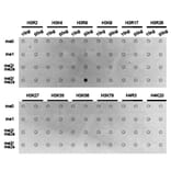 Dot blot - Histone H3R8me2s Polyclonal Antibody from Signalway Antibody (HW015) - Antibodies.com