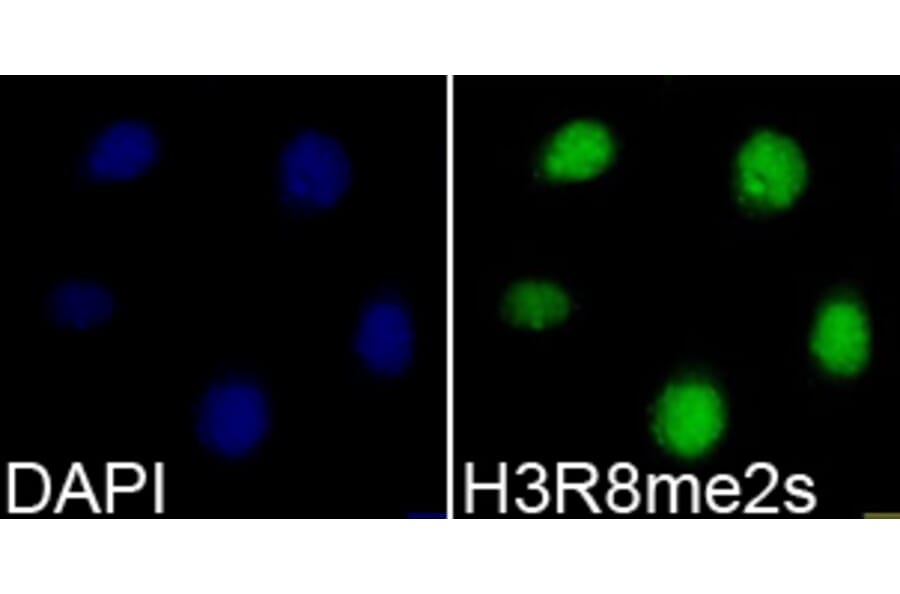 Immunofluorescence - Histone H3R8me2s Polyclonal Antibody from Signalway Antibody (HW015) - Antibodies.com