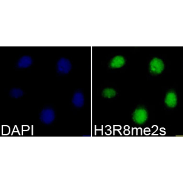 Immunofluorescence - Histone H3R8me2s Polyclonal Antibody from Signalway Antibody (HW015) - Antibodies.com
