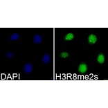 Immunofluorescence - Histone H3R8me2s Polyclonal Antibody from Signalway Antibody (HW015) - Antibodies.com