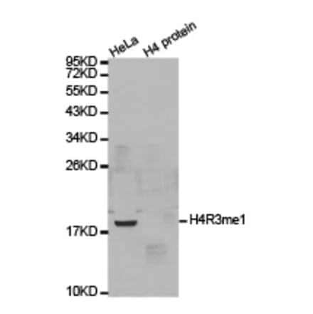 Western blot - Histone H4R3me1 Polyclonal Antibody from Signalway Antibody (HW026) - Antibodies.com