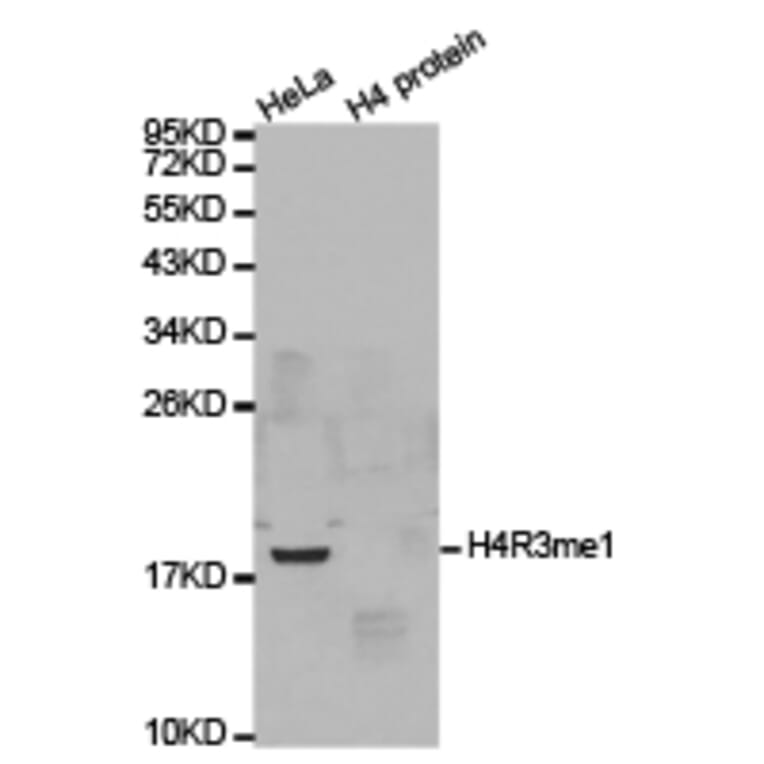 Western blot - Histone H4R3me1 Polyclonal Antibody from Signalway Antibody (HW026) - Antibodies.com