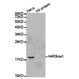Western blot - Histone H4R3me1 Polyclonal Antibody from Signalway Antibody (HW026) - Antibodies.com