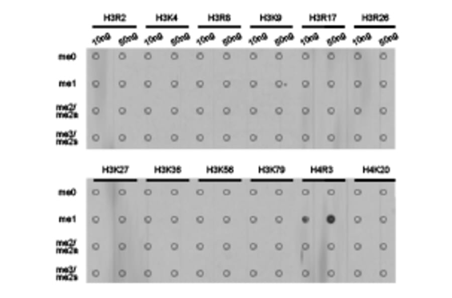 Dot blot - Histone H4R3me1 Polyclonal Antibody from Signalway Antibody (HW026) - Antibodies.com