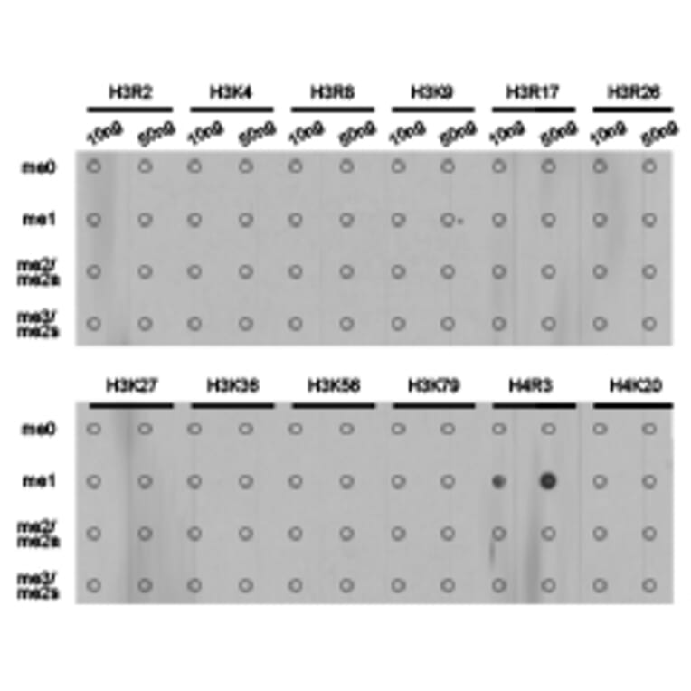 Dot blot - Histone H4R3me1 Polyclonal Antibody from Signalway Antibody (HW026) - Antibodies.com