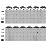 Dot blot - Histone H4R3me1 Polyclonal Antibody from Signalway Antibody (HW026) - Antibodies.com