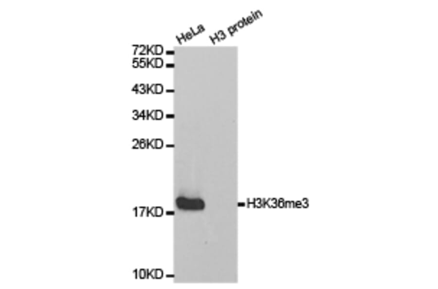 Western blot - Histone H3K36me3 Polyclonal Antibody from Signalway Antibody (HW010) - Antibodies.com