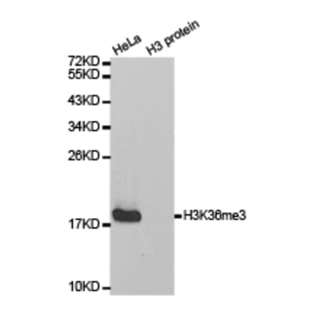 Western blot - Histone H3K36me3 Polyclonal Antibody from Signalway Antibody (HW010) - Antibodies.com