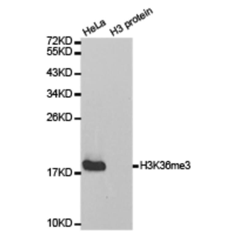 Western blot - Histone H3K36me3 Polyclonal Antibody from Signalway Antibody (HW010) - Antibodies.com