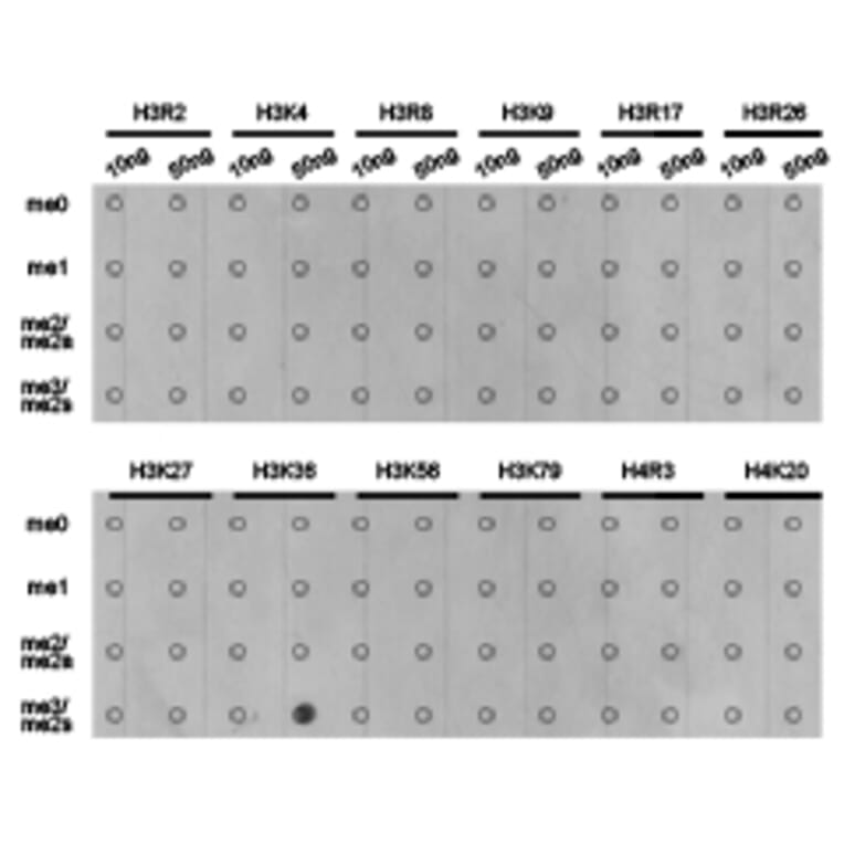 Dot blot - Histone H3K36me3 Polyclonal Antibody from Signalway Antibody (HW010) - Antibodies.com