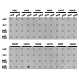Dot blot - Histone H3K36me3 Polyclonal Antibody from Signalway Antibody (HW010) - Antibodies.com