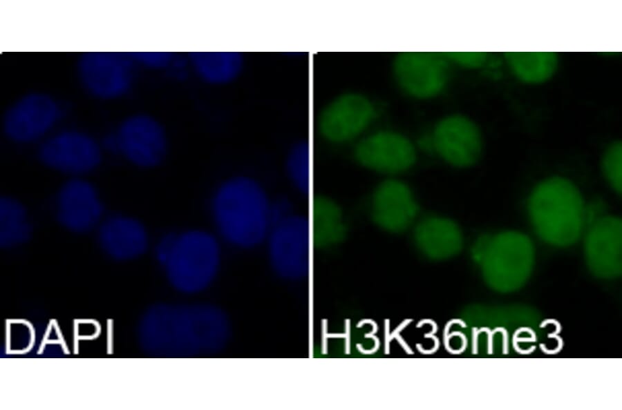 Immunofluorescence - Histone H3K36me3 Polyclonal Antibody from Signalway Antibody (HW010) - Antibodies.com