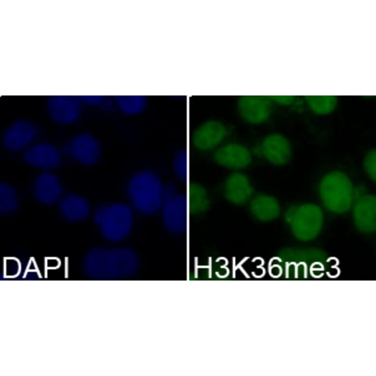 Immunofluorescence - Histone H3K36me3 Polyclonal Antibody from Signalway Antibody (HW010) - Antibodies.com