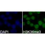 Immunofluorescence - Histone H3K36me3 Polyclonal Antibody from Signalway Antibody (HW010) - Antibodies.com