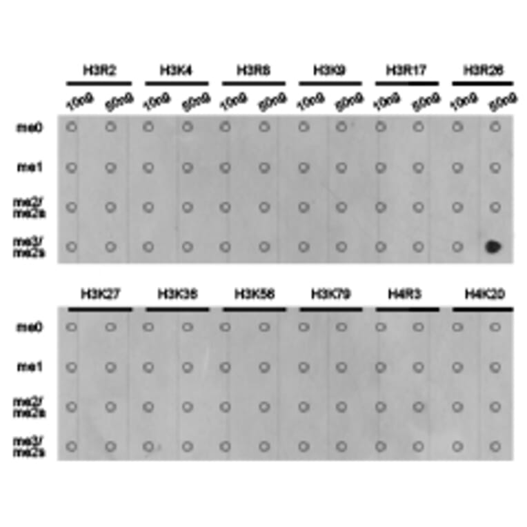 Dot blot - Histone H3R26me2s Polyclonal Antibody from Signalway Antibody (HW021) - Antibodies.com