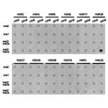 Dot blot - Histone H3R26me2s Polyclonal Antibody from Signalway Antibody (HW021) - Antibodies.com