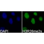 Immunofluorescence - Histone H3R26me2s Polyclonal Antibody from Signalway Antibody (HW021) - Antibodies.com