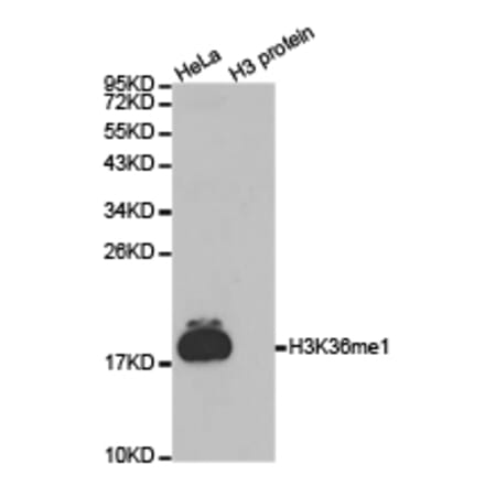 Western blot - Histone H3K36me1 Polyclonal Antibody from Signalway Antibody (HW009) - Antibodies.com