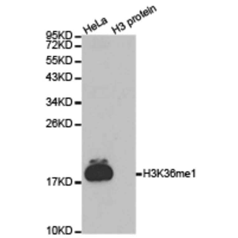 Western blot - Histone H3K36me1 Polyclonal Antibody from Signalway Antibody (HW009) - Antibodies.com