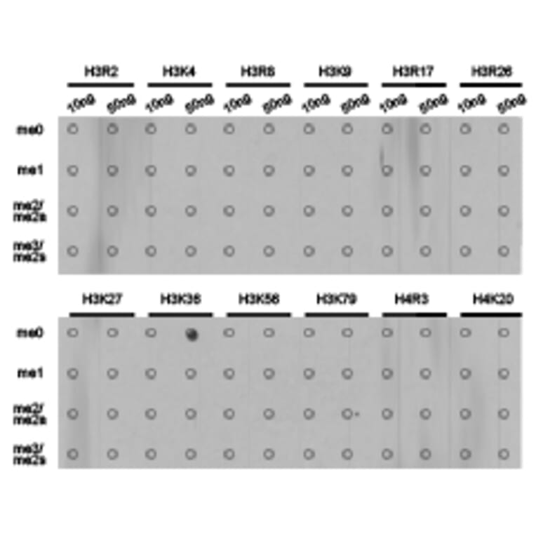 Dot blot - Histone H3K36me1 Polyclonal Antibody from Signalway Antibody (HW009) - Antibodies.com