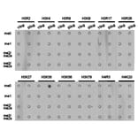 Dot blot - Histone H3K36me1 Polyclonal Antibody from Signalway Antibody (HW009) - Antibodies.com