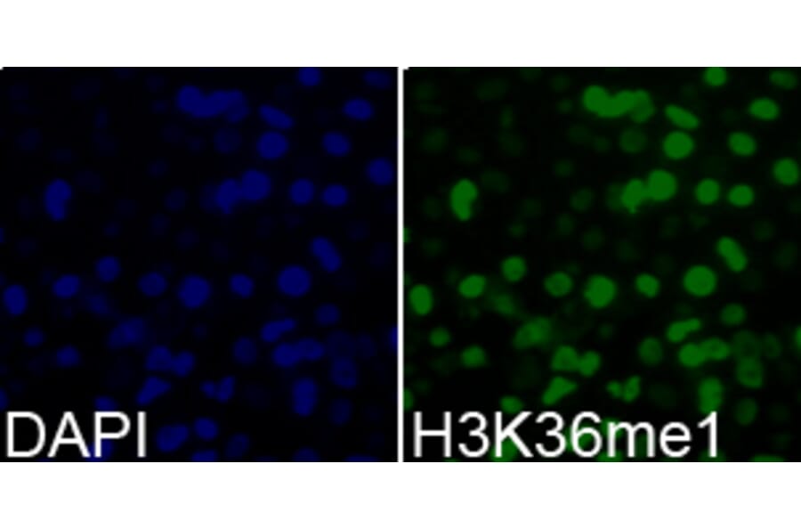 Immunofluorescence - Histone H3K36me1 Polyclonal Antibody from Signalway Antibody (HW009) - Antibodies.com