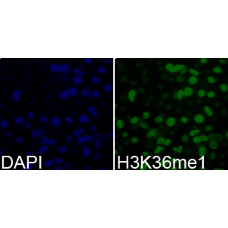 Immunofluorescence - Histone H3K36me1 Polyclonal Antibody from Signalway Antibody (HW009) - Antibodies.com