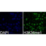 Immunofluorescence - Histone H3K36me1 Polyclonal Antibody from Signalway Antibody (HW009) - Antibodies.com