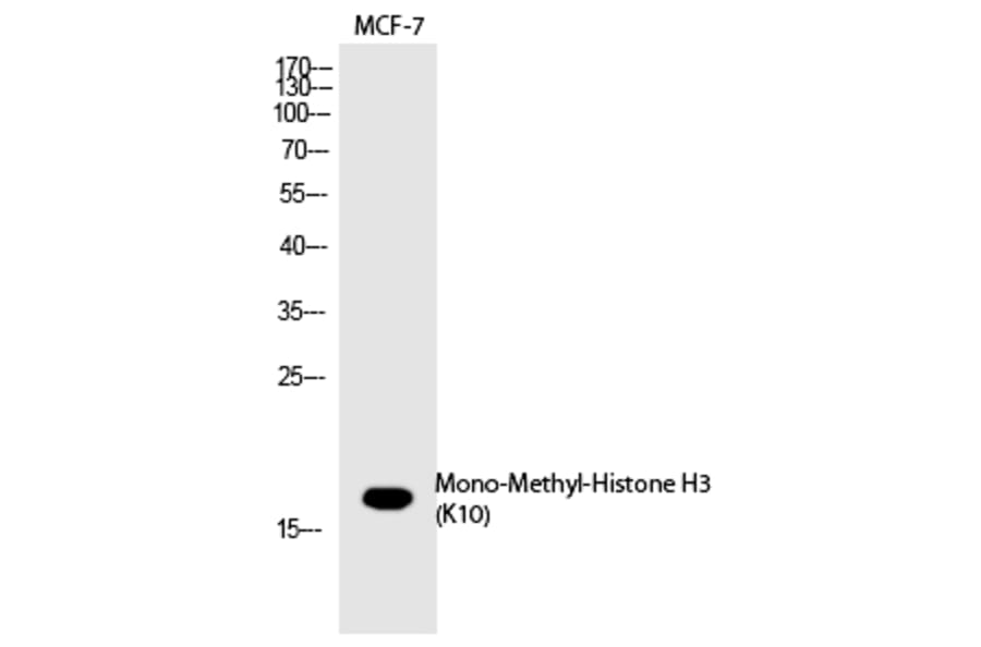 Western blot - Histone H3 (Mono-Methyl-Lys10) Polyclonal Antibody from Signalway Antibody (HW100) - Antibodies.com