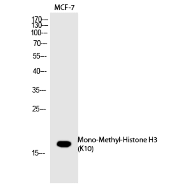 Western blot - Histone H3 (Mono-Methyl-Lys10) Polyclonal Antibody from Signalway Antibody (HW100) - Antibodies.com