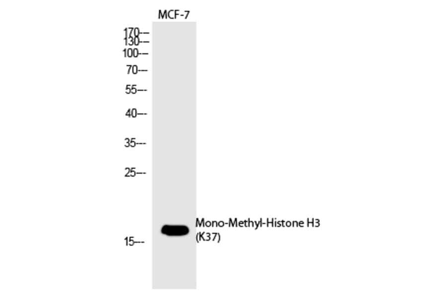Western blot - Histone H3 (Mono-Methyl-Lys37) Polyclonal Antibody from Signalway Antibody (HW101) - Antibodies.com