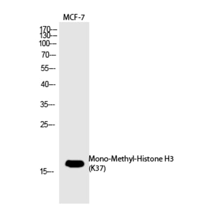 Western blot - Histone H3 (Mono-Methyl-Lys37) Polyclonal Antibody from Signalway Antibody (HW101) - Antibodies.com