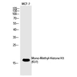 Western blot - Histone H3 (Mono-Methyl-Lys37) Polyclonal Antibody from Signalway Antibody (HW101) - Antibodies.com