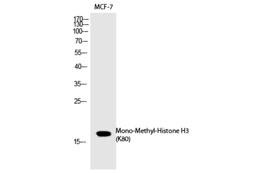 Western blot - Histone H3 (Mono-Methyl-Lys80) Polyclonal Antibody from Signalway Antibody (HW104) - Antibodies.com