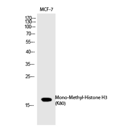 Western blot - Histone H3 (Mono-Methyl-Lys80) Polyclonal Antibody from Signalway Antibody (HW104) - Antibodies.com