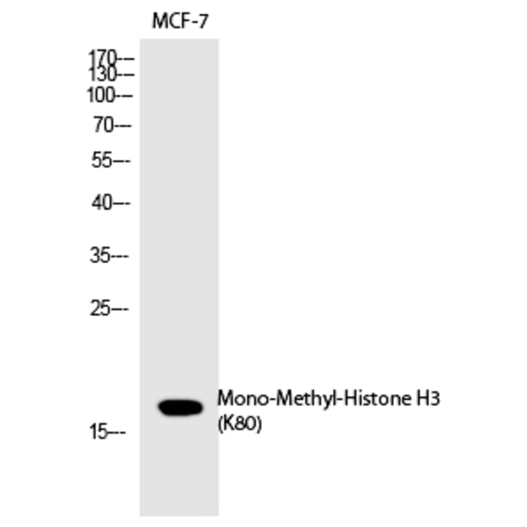 Western blot - Histone H3 (Mono-Methyl-Lys80) Polyclonal Antibody from Signalway Antibody (HW104) - Antibodies.com