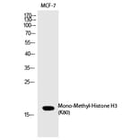 Western blot - Histone H3 (Mono-Methyl-Lys80) Polyclonal Antibody from Signalway Antibody (HW104) - Antibodies.com