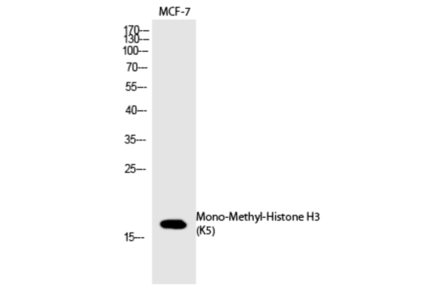 Western blot - Histone H3 (Mono-Methyl-Lys5) Polyclonal Antibody from Signalway Antibody (HW102) - Antibodies.com