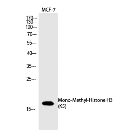 Western blot - Histone H3 (Mono-Methyl-Lys5) Polyclonal Antibody from Signalway Antibody (HW102) - Antibodies.com