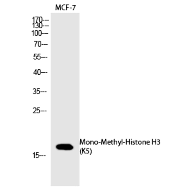 Western blot - Histone H3 (Mono-Methyl-Lys5) Polyclonal Antibody from Signalway Antibody (HW102) - Antibodies.com
