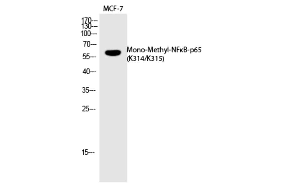 Western blot - NFκB-p65 (Mono-Methyl-Lys314/Lys315) Polyclonal Antibody from Signalway Antibody (HW105)