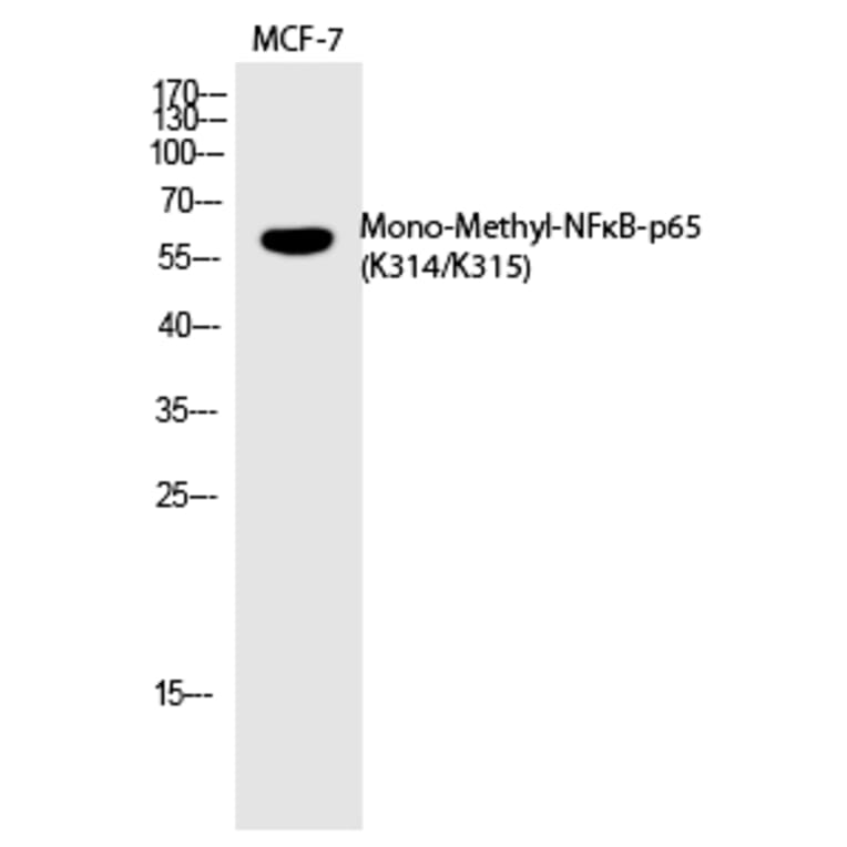 Western blot - NFκB-p65 (Mono-Methyl-Lys314/Lys315) Polyclonal Antibody from Signalway Antibody (HW105)