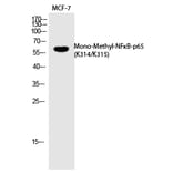 Western blot - NFκB-p65 (Mono-Methyl-Lys314/Lys315) Polyclonal Antibody from Signalway Antibody (HW105)