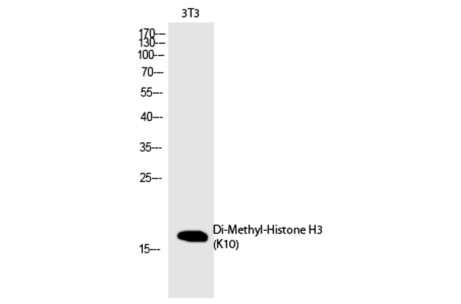 Western blot - Histone H3 (Di-Methyl-Lys10) Polyclonal Antibody from Signalway Antibody (HW107) - Antibodies.com