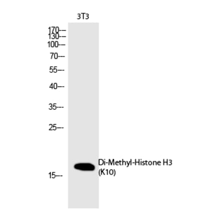 Western blot - Histone H3 (Di-Methyl-Lys10) Polyclonal Antibody from Signalway Antibody (HW107) - Antibodies.com