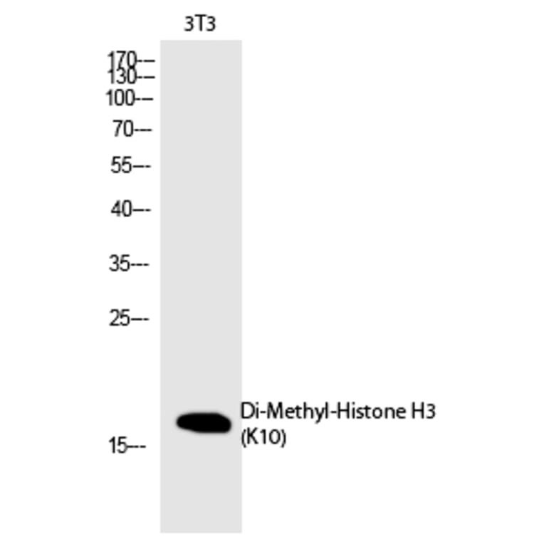 Western blot - Histone H3 (Di-Methyl-Lys10) Polyclonal Antibody from Signalway Antibody (HW107) - Antibodies.com