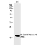Western blot - Histone H3 (Di-Methyl-Lys10) Polyclonal Antibody from Signalway Antibody (HW107) - Antibodies.com