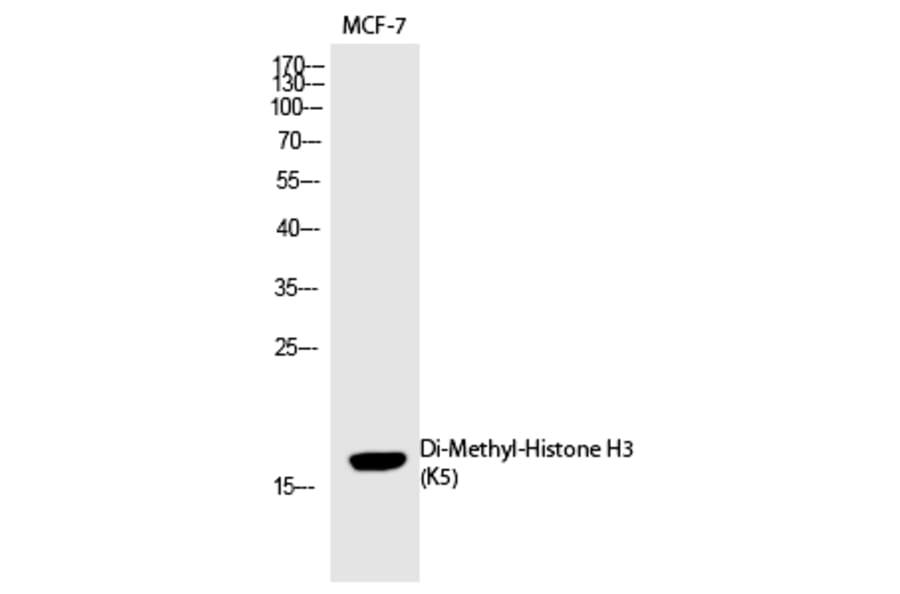 Western blot - Histone H3 (Di-Methyl-Lys5) Polyclonal Antibody from Signalway Antibody (HW103) - Antibodies.com