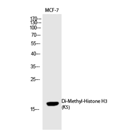 Western blot - Histone H3 (Di-Methyl-Lys5) Polyclonal Antibody from Signalway Antibody (HW103) - Antibodies.com